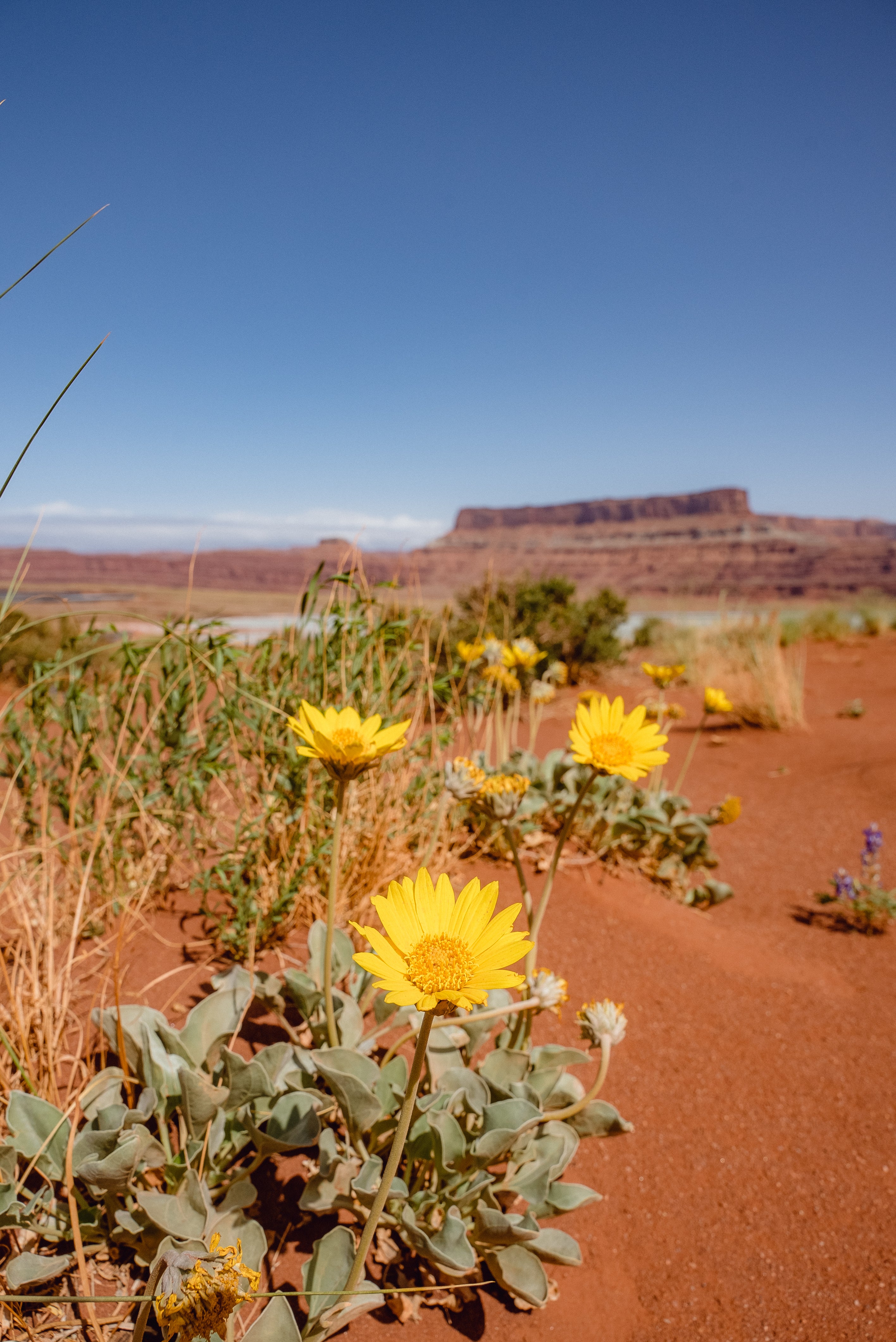 2026 17 09 : Canyon Country 01