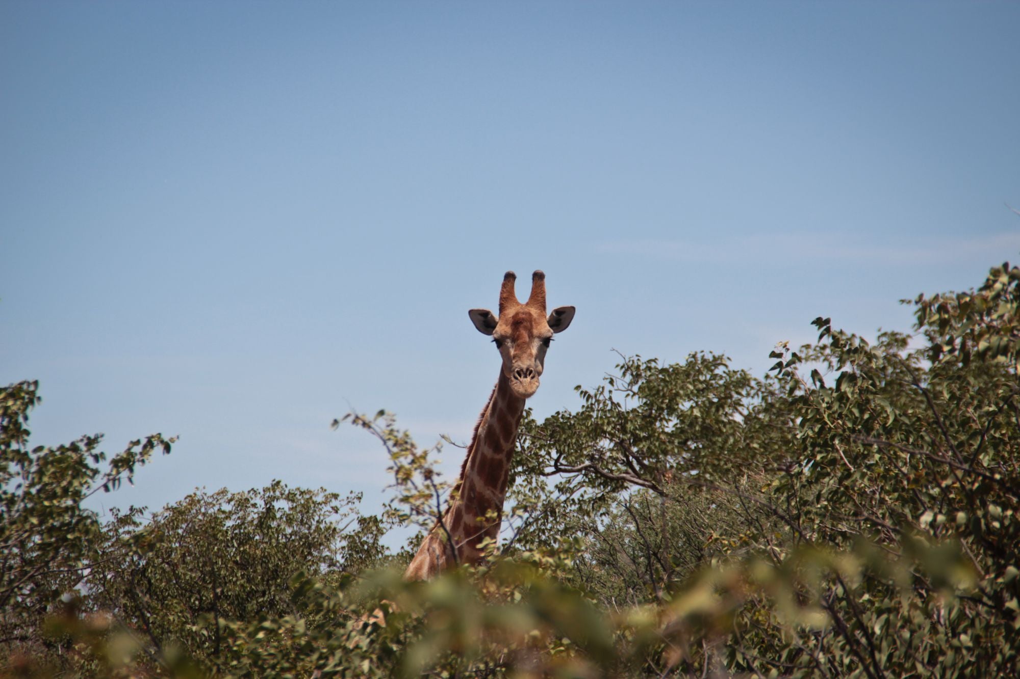 2026 11 11 : Desert Drift