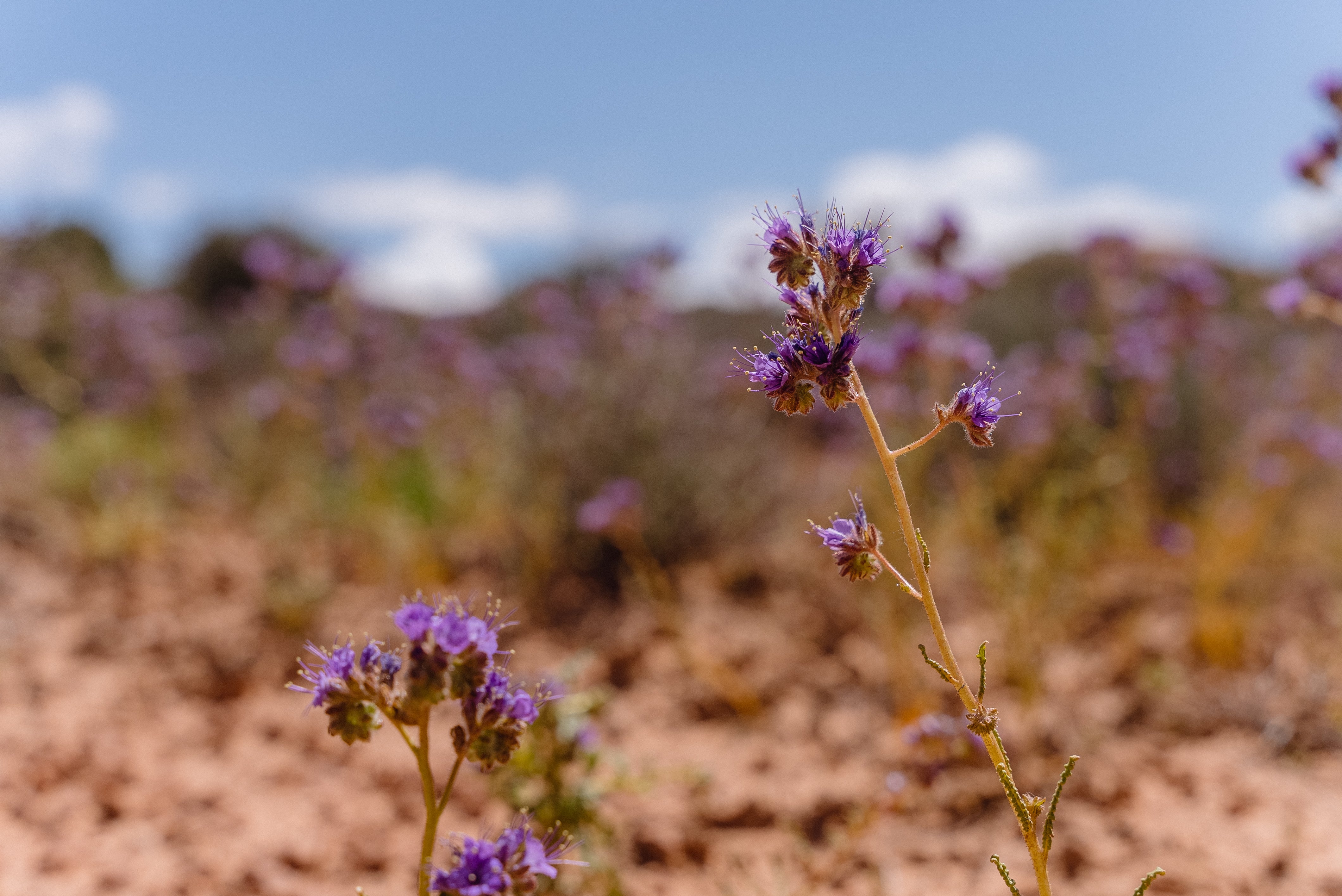 2026 17 09 : Canyon Country 01