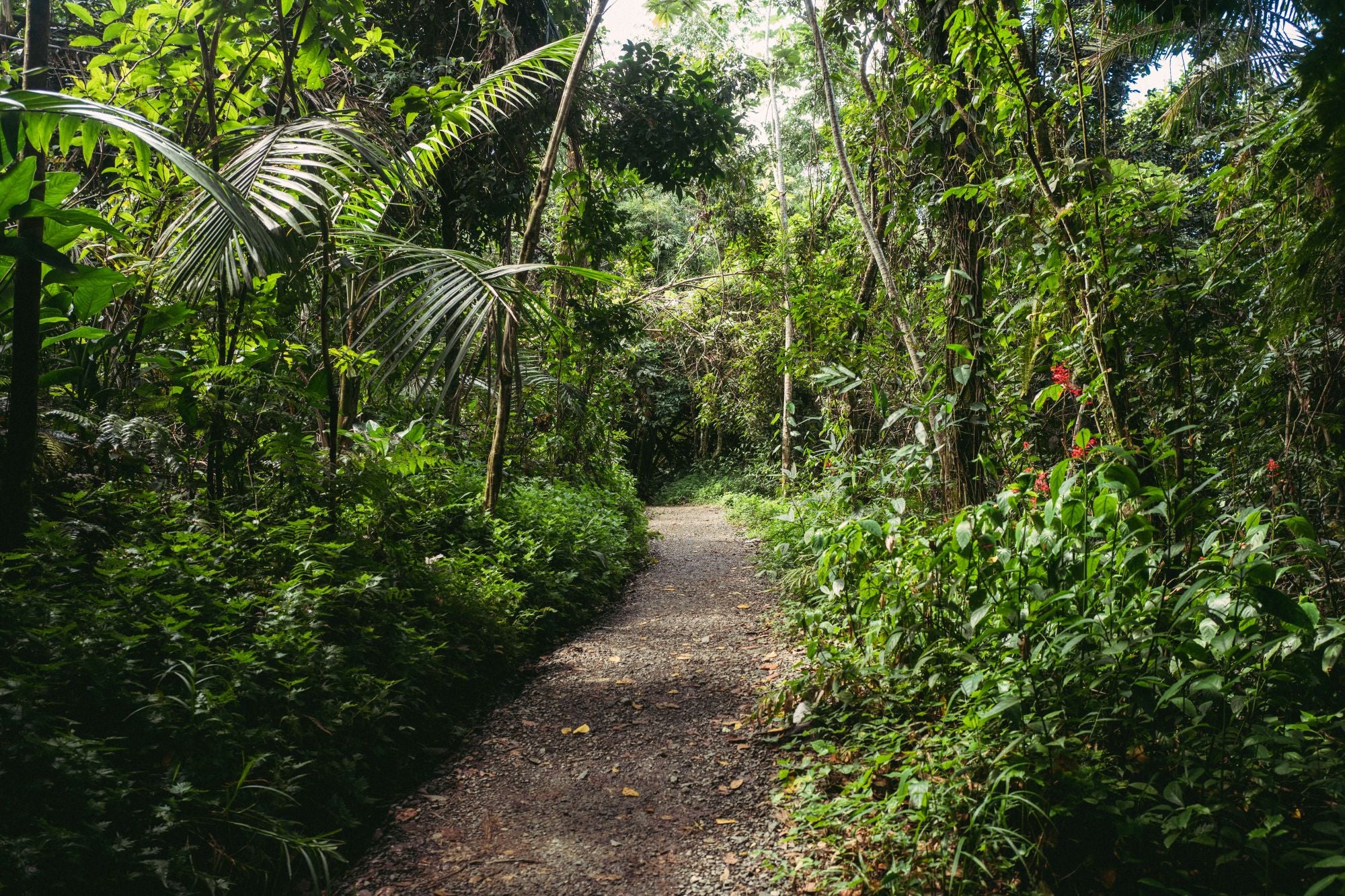 2026 01 18 : San Juan