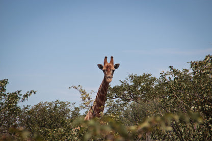 2026 11 11 : Desert Drift